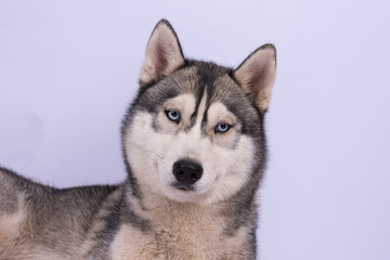 Naklejka na ściany i meble Husky Kopf mit blauen Augen vor weißem Hintergrund