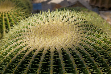Kaktus, Schwiegermutterstuhl, Echinocactus grusonii