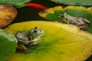 Cute frogs sitting on lily leaves