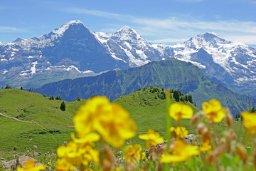 Fototapeta na wymiar alpen: eiger, berner oberland, schweiz 
