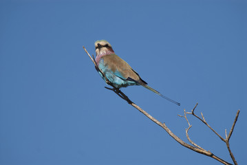 Lilac-breasted roller, south Africa