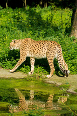 Red list animal - cheetah or cheeta, fastest land animal, large felid of the subfamily Felinae.