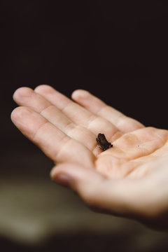 Tiny frog on hand