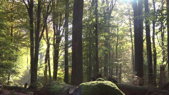 Laubwald im Herbst, Totholz, Buchen, Eichen, Sonnenstrahlen, Laubbl&auml;tter, Laubb&auml;ume, Verg&auml;nglichkeit, Spessart, 4K