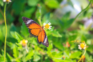 Monarch butterfly feeding on a fall mum.