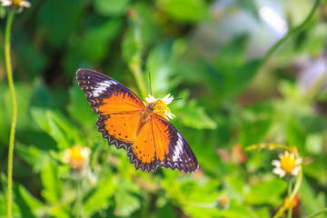 Fototapeta na wymiar Monarch butterfly feeding on a fall mum.