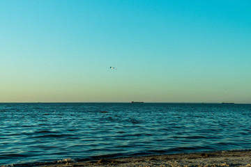 Seascape after sunset with gull in sky