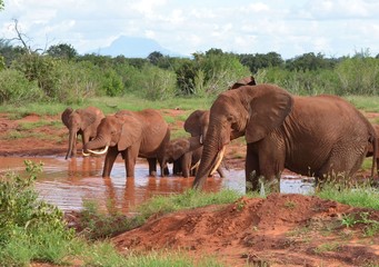 Fototapeta na wymiar éléphants et éléphanteaux rouges, buvant dans une rivière du Parc de Tsavo Est, Kenya