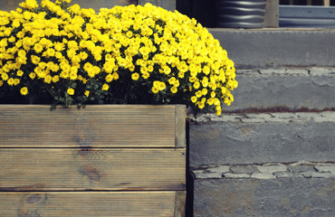Yellow flowers in a pot from boards