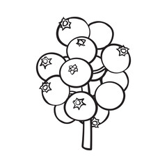 black and white mistletoe berries, holly berry Christmas decoration element, sketch style vector illustration on white background.