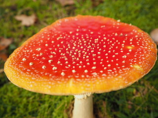 Großer roter saftiger Fliegenpilz Nahaufnahme