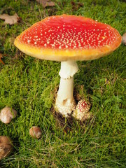 Großer roter saftiger Fliegenpilz mit kleinem Babypilz daneben in Nahaufnahme