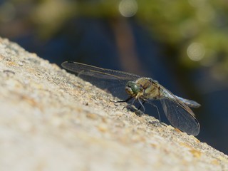libellule