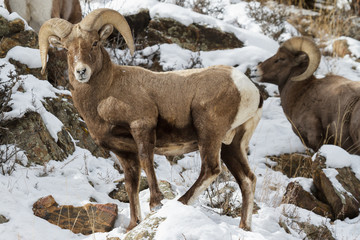 Colorado Rocky Mountain Bighorn Sheep