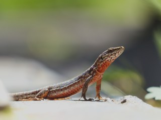 lezard des murailles 3