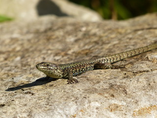 lezard des murailles 4
