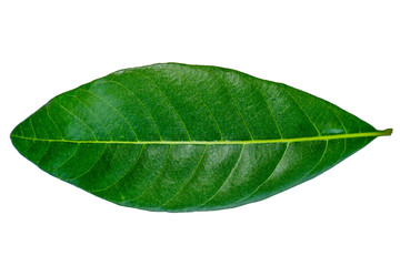 Fototapeta na wymiar Longan leaves are separated on a white background.