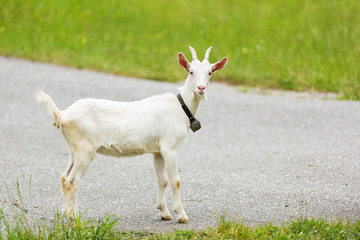 Obraz premium Goats pasture, free in the meadow