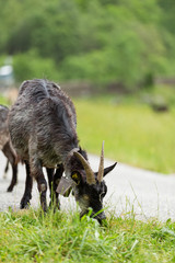 Goats pasture, free in the meadow