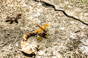 Dragonfly hold dry leaves on the road surface.