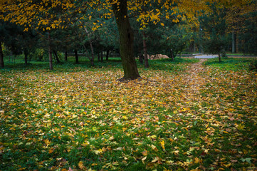 Beautiful yellow trees in an autumn park. Stunning park scenery in warm autumn day. Photo of a fascinating autumn landscape in bright warm shades.