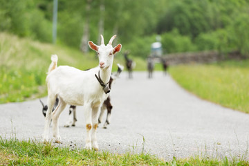 Obraz premium Goats pasture, free in the meadow