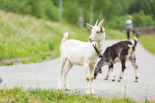 Goats pasture, free in the meadow