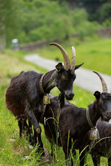 Goats pasture, free in the meadow