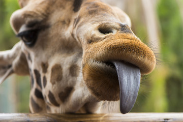 Fototapeta premium Leg mich, Zunge, Giraffe