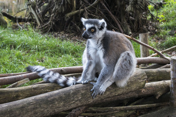 lemur catta monkey with long tail