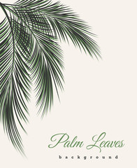 Palm leaves vintage background. Palm tree leaf feathers pattern vector african or brazilian wallpaper with text