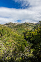 Obraz premium River in the forest