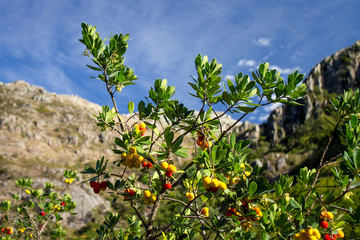 Fototapeta na wymiar Arbutus with berries
