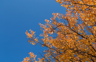 Yellow leaves of an autumn tree against a blue sky. as a background
