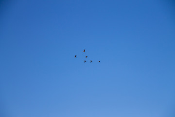 Ducks traveling