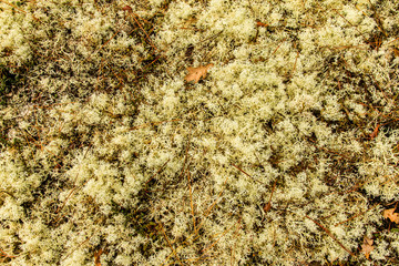 Lichen as a pattern