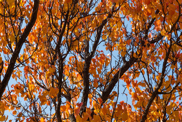 autumn orange leaves on the branches of a tree as a background