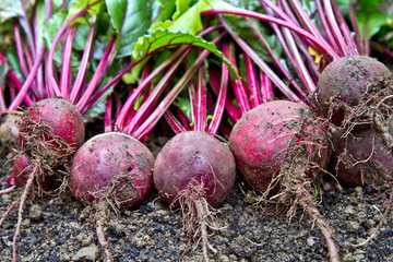 Freshly harvested beetroots on the ground. Beetroot