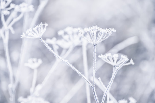 delicate weightless inflorescences covered with snow-white frost. Very soft selective focus. Delicate flowers are frosty in the early morning. Beautiful winter morning in the fresh air.

