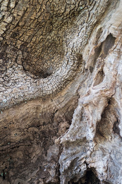Bark of olive tree