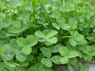 tas de trèfles dans la pelouse du jardin © Patryssia