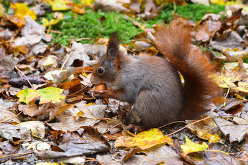 Squirrel! Eichhörnchen!