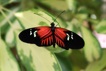 Fototapeta na wymiar Papillon