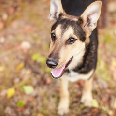 Homeles dog outdoors