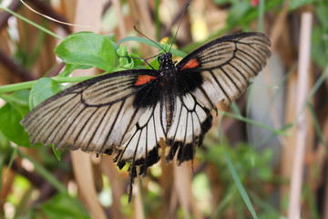Papillon