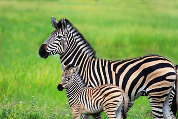 Mother Zebra and Child