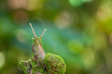 snail with green swamp algae