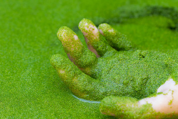 Hand holding wolffia globosa or Fresh water Alga, Water Meal, Swamp Algae, selective focus nature...