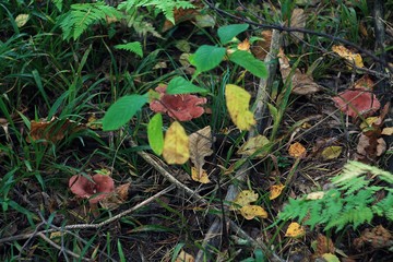 Forest ground with mushrooms, green grass and colorful autumn leaves