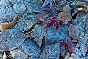 Frosty autumn fall leaf. Leaves covered in frost